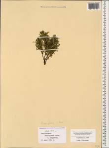 Ajuga chamaepitys subsp. chia (Schreb.) Arcang., Caucasus, Azerbaijan (K6) (Azerbaijan)