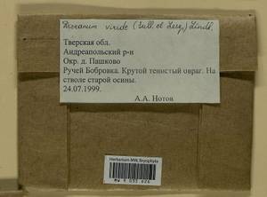 Dicranum viride (Sull. & Lesq.) Lindb., Bryophytes, Bryophytes - Middle Russia (B6) (Russia)