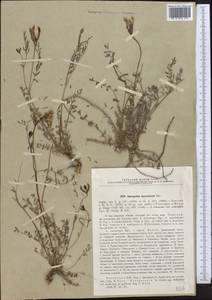 Astragalus macrotropis Bunge, Middle Asia, Muyunkumy, Balkhash & Betpak-Dala (M9) (Kazakhstan)