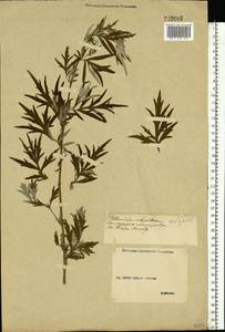 Artemisia vulgaris L., Eastern Europe, Middle Volga region (E8) (Russia)