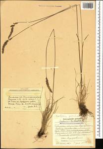 Koeleria pyramidata (Lam.) P.Beauv., Caucasus, Armenia (K5) (Armenia)