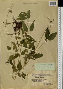 Urtica dioica subsp. sondenii (Simmons) Hyl., Siberia, Western Siberia (S1) (Russia)