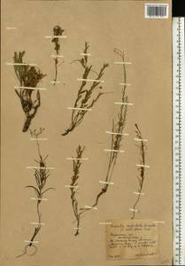 Cuscuta approximata Bab., Eastern Europe, Central forest-and-steppe region (E6) (Russia)