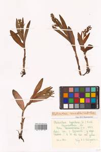 Platanthera convallariifolia (Fisch. ex Lindl.) Lindl., Siberia, Chukotka & Kamchatka (S7) (Russia)