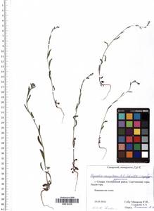 Myosotis laxa (Sam.) Hyl. ex Nordh., Eastern Europe, Middle Volga region (E8) (Russia)