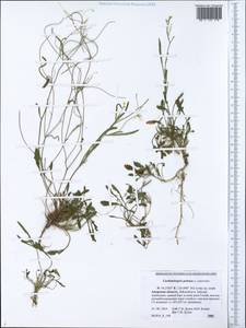 Arabidopsis lyrata subsp. petraea (L.) O'Kane & Al-Shehbaz, Siberia, Russian Far East (S6) (Russia)