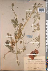 Roemeria refracta DC., Middle Asia, Syr-Darian deserts & Kyzylkum (M7) (Uzbekistan)