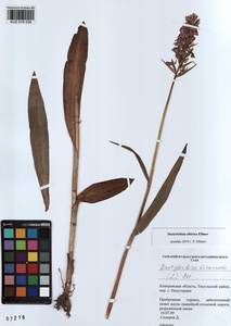 Dactylorhiza sibirica Efimov, Siberia, Altai & Sayany Mountains (S2) (Russia)