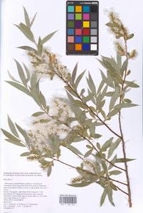 Salix alba L., Eastern Europe, Lower Volga region (E9) (Russia)