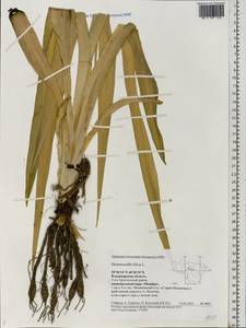 Hemerocallis fulva (L.) L., Eastern Europe, Central region (E4) (Russia)