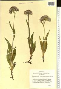 Saussurea pseudoalpina N. D. Simpson, Siberia, Altai & Sayany Mountains (S2) (Russia)