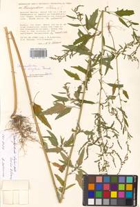 Chenopodium, Siberia, Russian Far East (S6) (Russia)