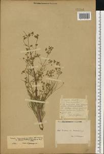 Trinia muricata Godet, Eastern Europe, Eastern region (E10) (Russia)