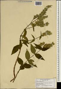 Acanthaceae, South Asia, South Asia (Asia outside ex-Soviet states and Mongolia) (ASIA) (India)