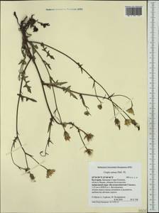 Crepis setosa Hallier fil., Western Europe (EUR) (Bulgaria)