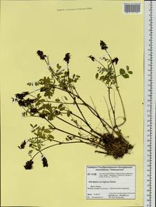 Astragalus norvegicus Weber, Siberia, Central Siberia (S3) (Russia)