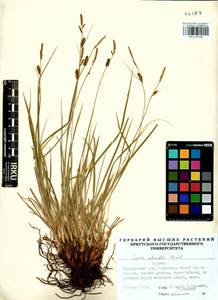 Carex schmidtii Meinsh., Siberia, Baikal & Transbaikal region (S4) (Russia)