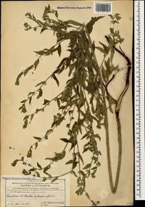Lithospermum officinale L., Caucasus, Azerbaijan (K6) (Azerbaijan)