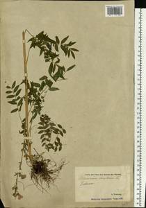 Polemonium caeruleum L., Eastern Europe, Estonia (E2c) (Estonia)