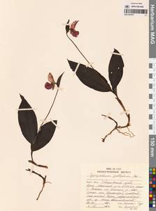 Cypripedium guttatum Sw., Siberia, Russian Far East (S6) (Russia)