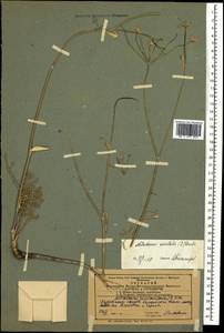 Astrodaucus orientalis (L.) Drude, Caucasus, Azerbaijan (K6) (Azerbaijan)