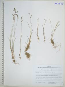 Poa versicolor Besser, Siberia, Russian Far East (S6) (Russia)