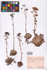 Saxifraga paniculata subsp. paniculata, Eastern Europe, West Ukrainian region (E13) (Ukraine)