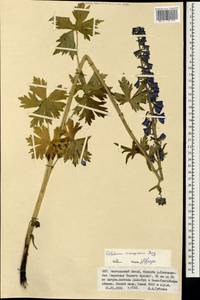 Delphinium inconspicuum Serg., Mongolia (MONG) (Mongolia)