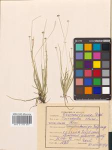 Eriocaulon chinorossicum Kom., Siberia, Russian Far East (S6) (Russia)