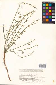 Ephedra distachya L., Eastern Europe, Lower Volga region (E9) (Russia)