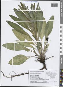 Cynoglossum officinale L., Eastern Europe, Central region (E4) (Russia)