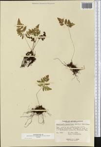 Gymnocarpium robertianum (Hoffm.) Newman, America (AMER) (Canada)