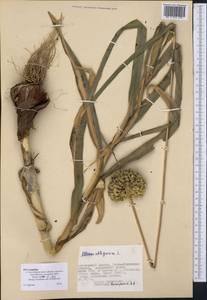 Allium obliquum L., Middle Asia, Dzungarian Alatau & Tarbagatai (M5) (Kazakhstan)