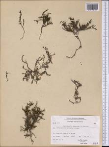 Harrimanella hypnoides (L.) Coville, America (AMER) (Greenland)