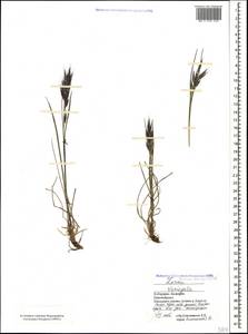 Bromus variegatus M.Bieb., Caucasus, Stavropol Krai, Karachay-Cherkessia & Kabardino-Balkaria (K1b) (Russia)