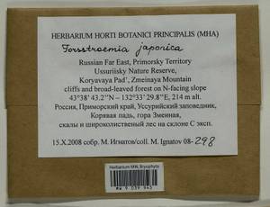 Forsstroemia japonica (Besch.) Paris, Bryophytes, Bryophytes - Russian Far East (excl. Chukotka & Kamchatka) (B20) (Russia)