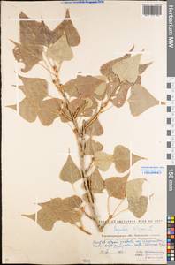 Populus nigra L., Eastern Europe, North Ukrainian region (E11) (Ukraine)