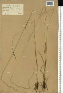 Lolium pratense (Huds.) Darbysh., Eastern Europe, Lower Volga region (E9) (Russia)