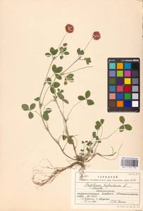 Trifolium hybridum L., Eastern Europe, Moscow region (E4a) (Russia)