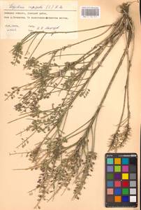 Lepidium campestre (L.) W.T.Aiton, Eastern Europe, South Ukrainian region (E12) (Ukraine)