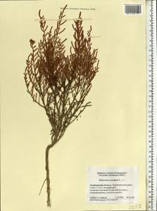 Salicornia europaea L., Eastern Europe, Lower Volga region (E9) (Russia)