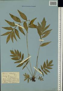 Valeriana pratensis subsp. angustifolia (Soó) Kirschner, Buttler & Hand, Eastern Europe, Rostov Oblast (E12a) (Russia)