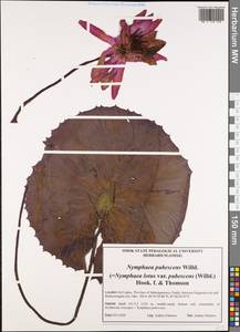 Nymphaea pubescens Willd., South Asia, South Asia (Asia outside ex-Soviet states and Mongolia) (ASIA) (Sri Lanka)