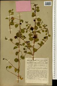 Capparis spinosa, South Asia, South Asia (Asia outside ex-Soviet states and Mongolia) (ASIA) (Israel)