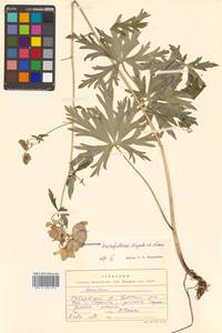 Aconitum karafutense subsp. karafutense, Siberia, Russian Far East (S6) (Russia)