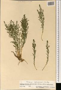 Thesium refractum C. A. Mey., Mongolia (MONG) (Mongolia)