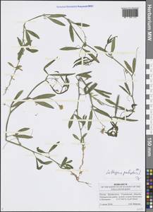 Lathyrus palustris L., Eastern Europe, Middle Volga region (E8) (Russia)