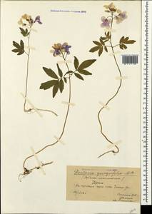 Cardamine quinquefolia (M. Bieb.) Schmalh., Crimea (KRYM) (Russia)