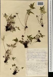 Aleuritopteris argentea (S. G. Gmel.) Fée, Mongolia (MONG) (Mongolia)