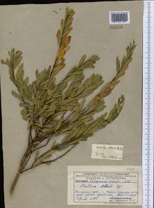 Wikstroemia alberti (Regel) Mottet, Middle Asia, Pamir & Pamiro-Alai (M2) (Uzbekistan)